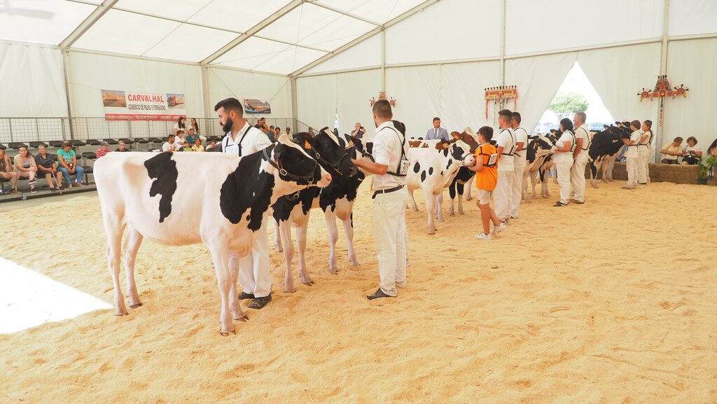 Holstein_090