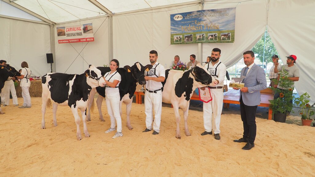 Holstein_091