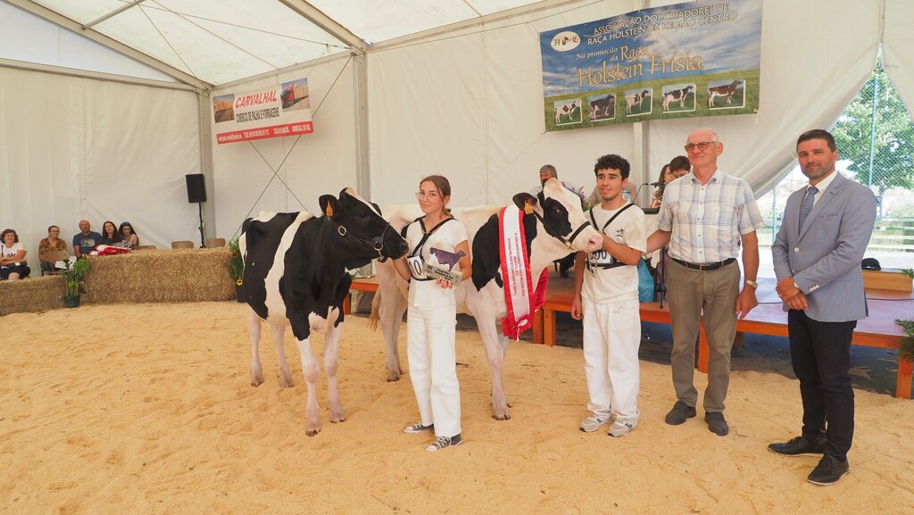 Holstein_102