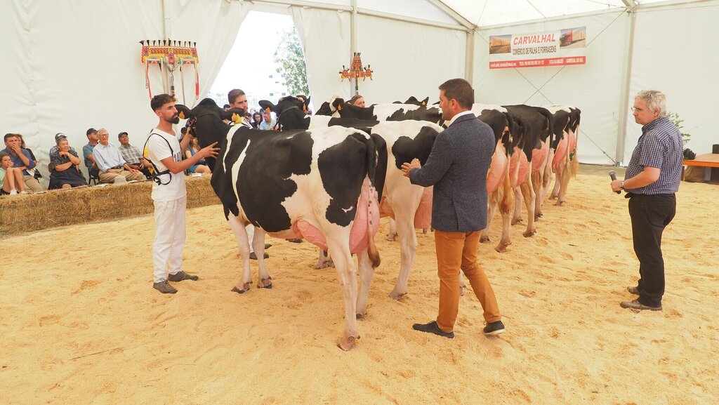 Holstein_140