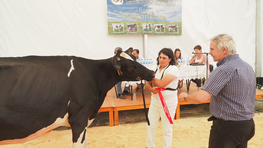 Holstein_143