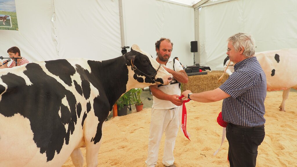 Holstein_152
