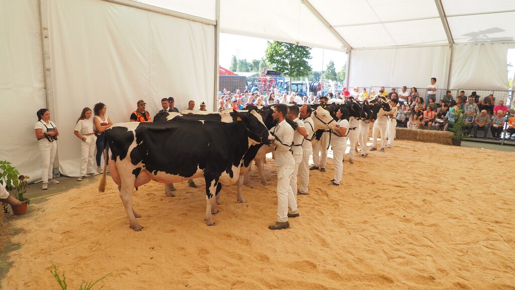 Holstein_190