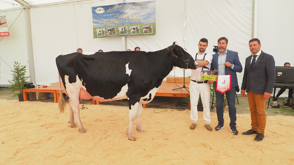 Holstein_193