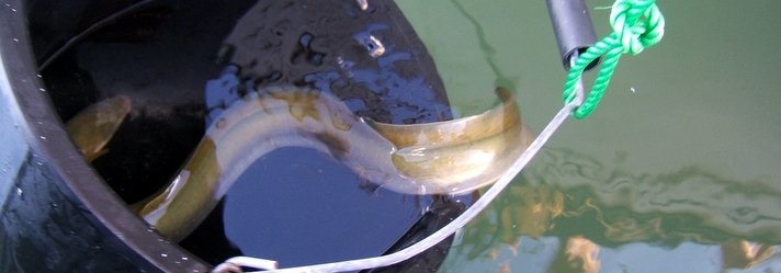 Enguias da Ria de Aveiro