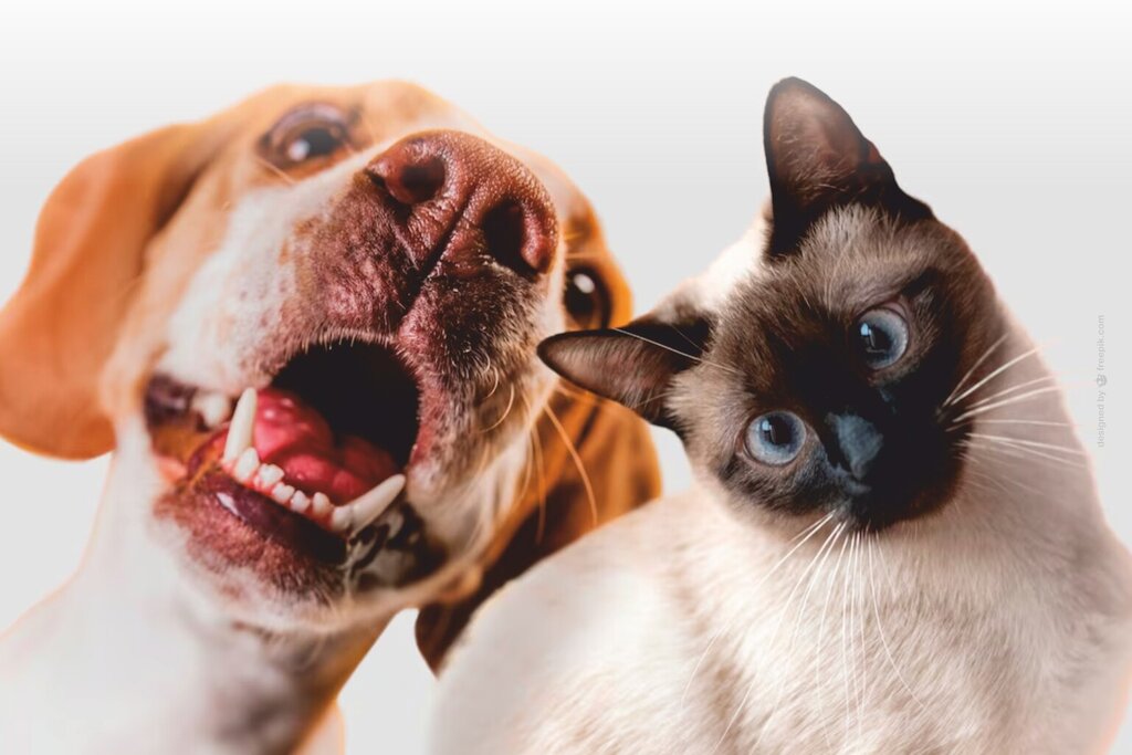 II EXPO ANIMAL SOLIDÁRIA