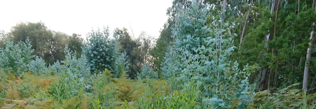 Sessão de divulgação de Prevenção dos Fogos Florestais