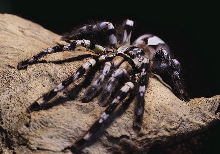 Vem alimentar as aranhas!