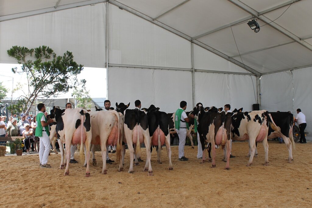 Concurso de Raça Holstein-Frísia (Adultos) - VII Feira Agrícola da Murtosa