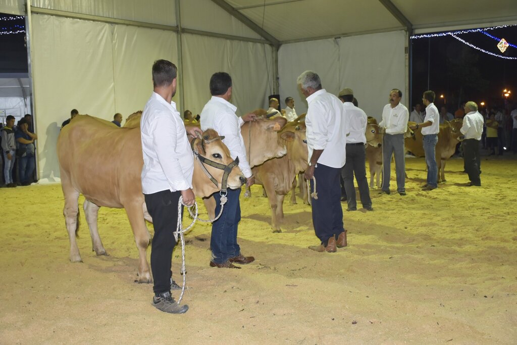 Concurso Regional de Raça Marinhoa - VII Feira Agrícola da Murtosa