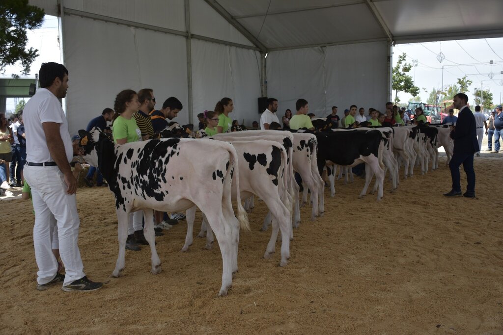 Concurso de Raça Holstein-Frísia (Juvenis e Jovens) - VII Feira Agrícola da Murtosa