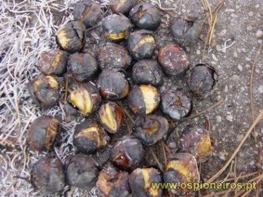 Magusto [Organização: Os Pioneiros] 