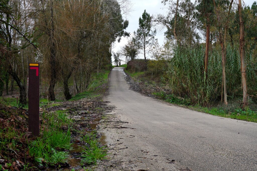 Rearborização e criação de ilhas-sombra na Palhaça e Troviscal