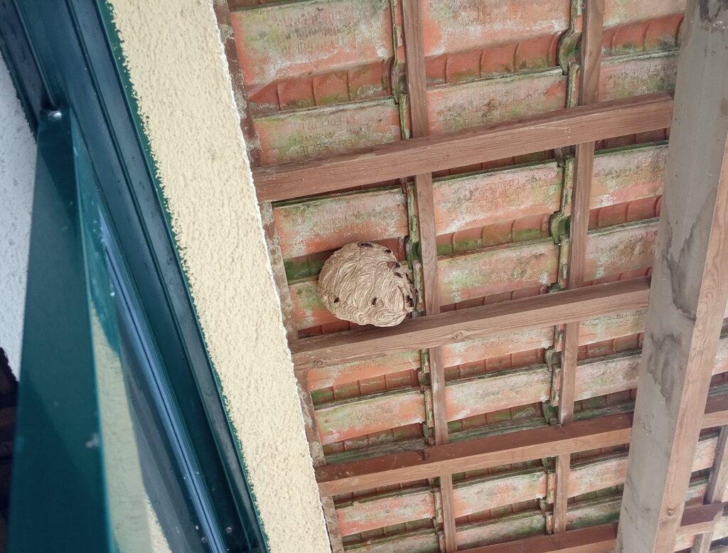 465 ninhos de vespa asiática eliminados em 2022