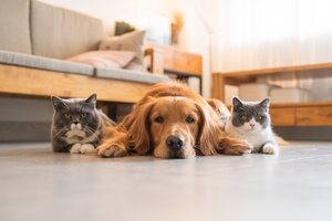 CAMPANHA DE APOIO À ESTERILIZAÇÃO DE ANIMAIS DE COMPANHIA – 2023