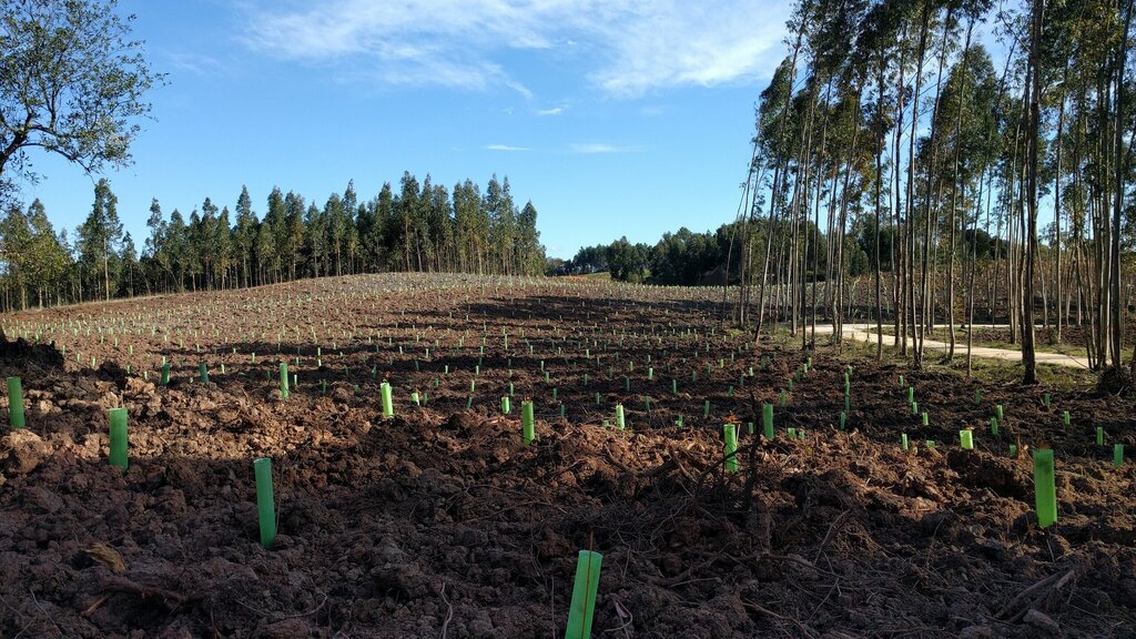 Mais de 4.100 árvores plantadas no Parque dos Pinheiros Mansos