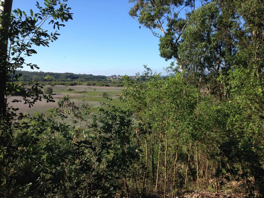 Quercus adquire área junto à Pateira de Fermentelos para preservação e promoção da floresta autóc...