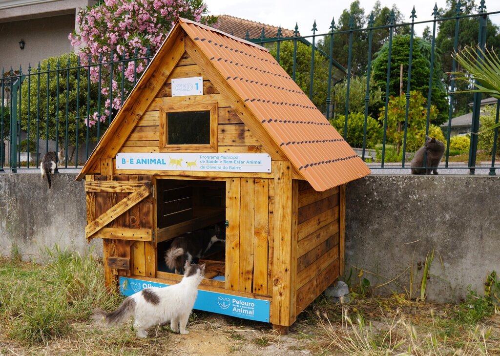 Autarquia captura, esteriliza e devolve 301 gatos