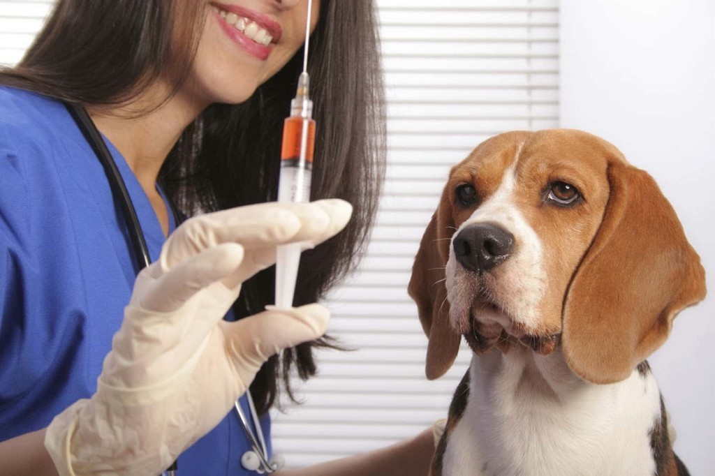 Vacinação e identificação eletrónica de cães inicia em Ílhavo