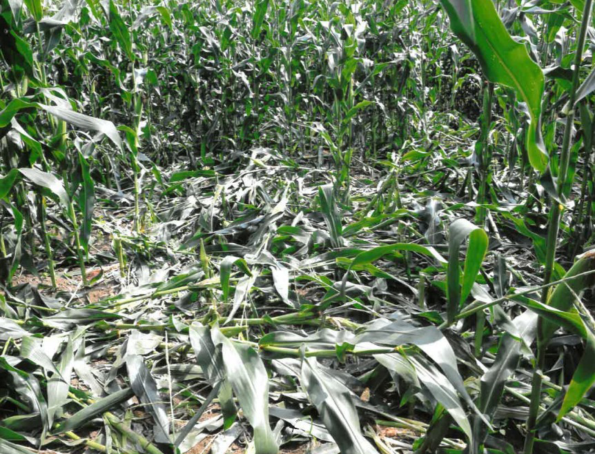 Danos provocados por javalis preocupam Câmara Municipal