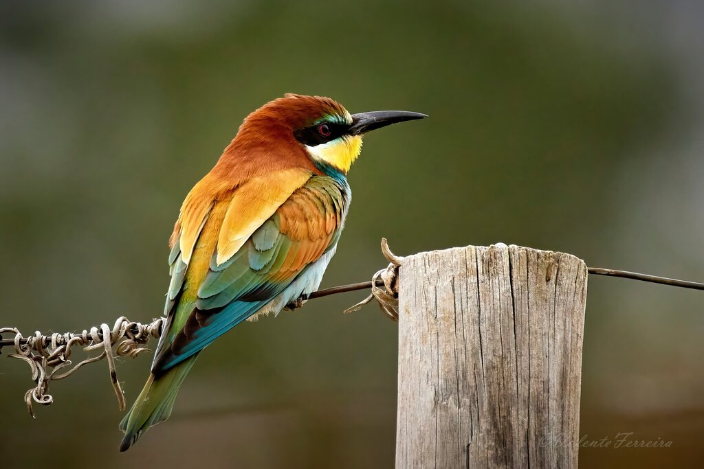 “Passarinhando por aí” na Biblioteca Municipal