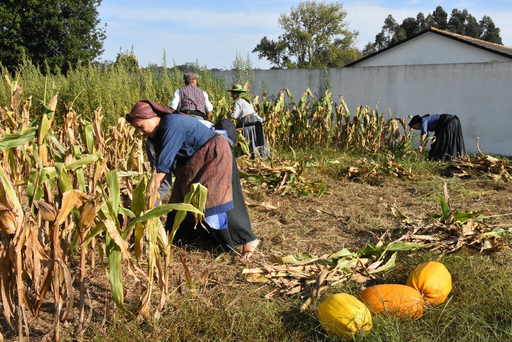 CASA-MUSEU CUSTÓDIO PRATO RECEBEU A SEGUNDA FASE DA RECRIAÇÃO DO CICLO DO MILHO