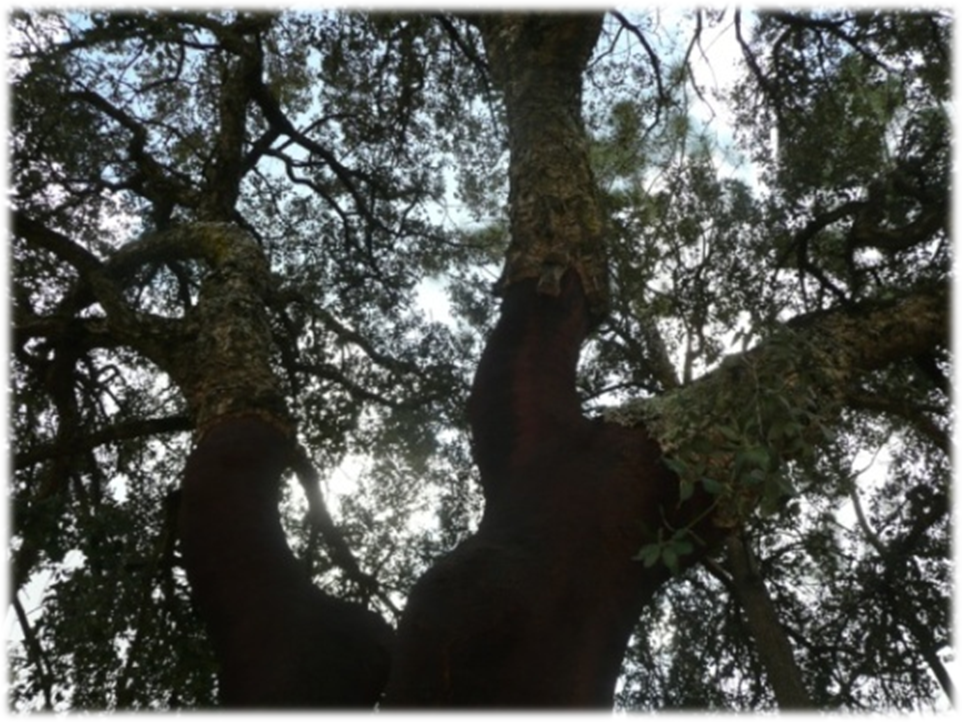 Dia da Floresta Autóctone