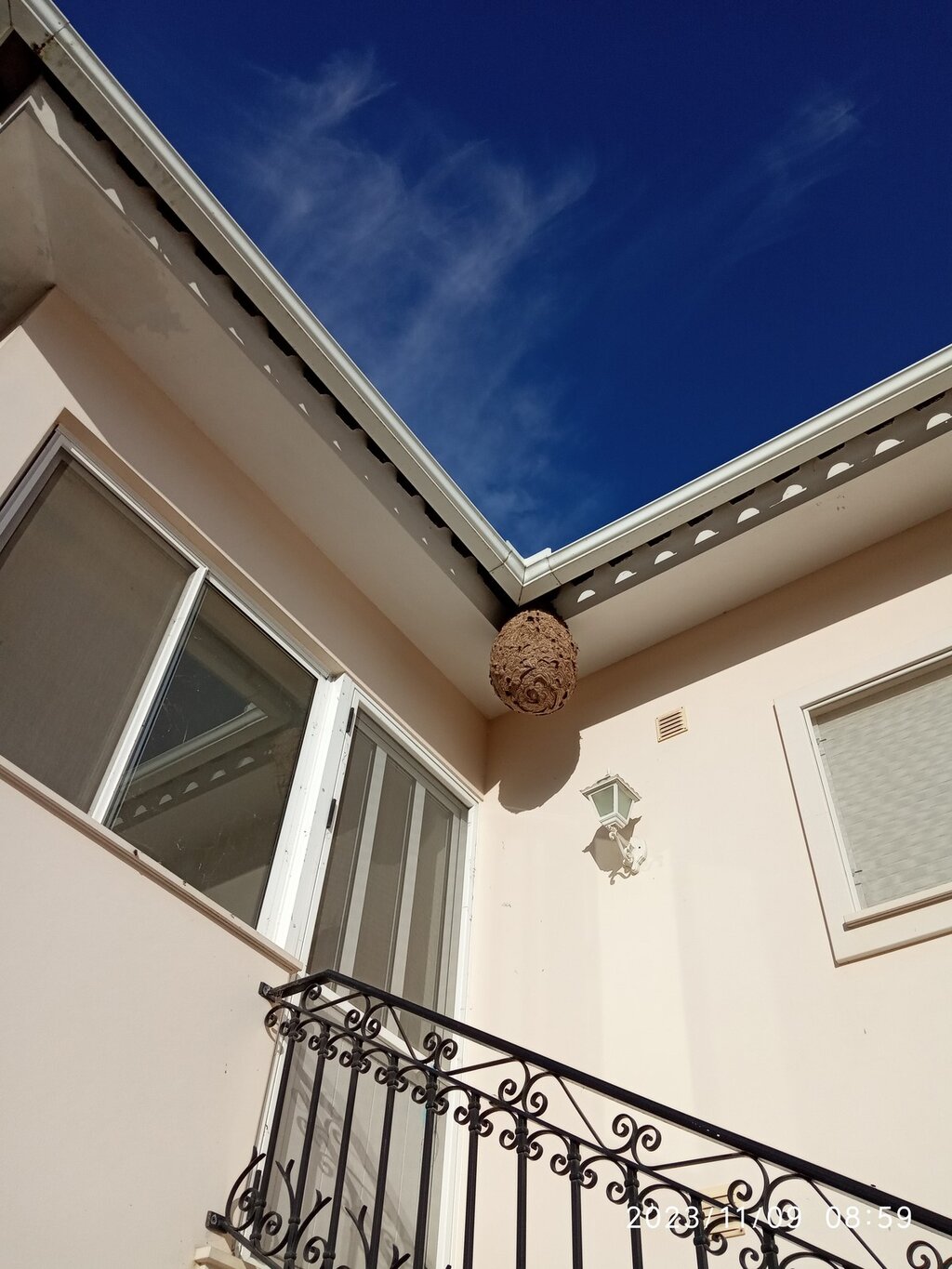 Ninhos de vespa asiática inativados em 2023