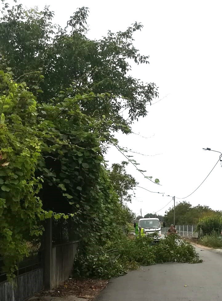 Proprietários alertados para necessidade de limpar árvores pendentes para a via pública