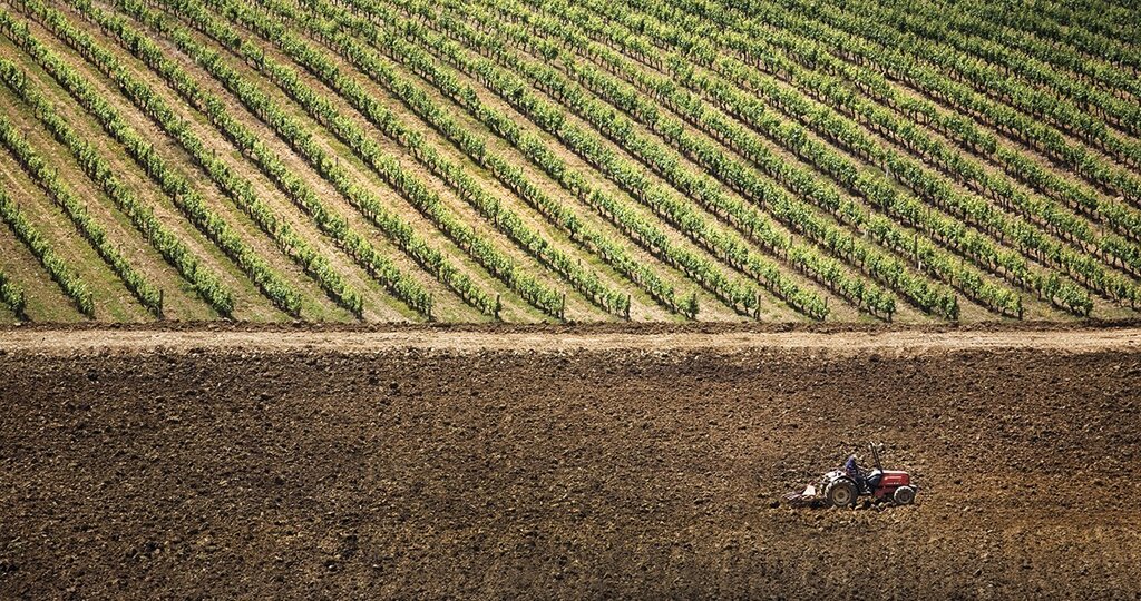 apoio ao setor vitivinícola