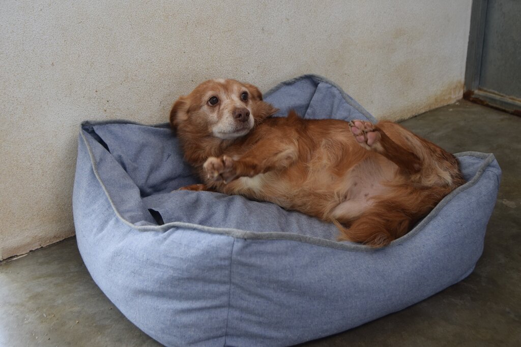 Animais do CROAA recebem camas feitas de vestuário reciclado