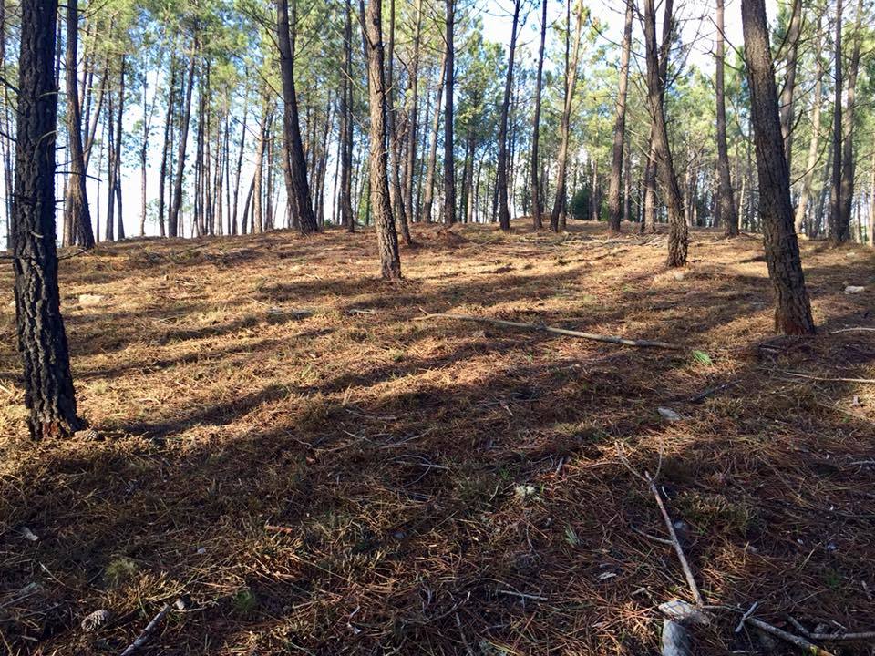 Autarquia de Águeda efetua Empreitada de Limpeza Florestal