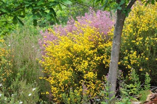 Quercus promove controlo de espécies invasoras e exóticas