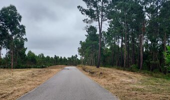 Intervenção da Câmara Municipal de Aveiro dá cumprimento ao Plano Municipal de Defesa da Floresta...