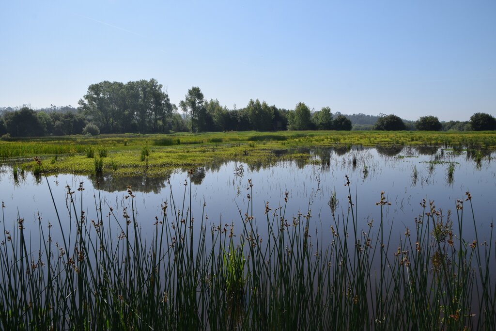 Aprovação da Lei do Restauro da Natureza