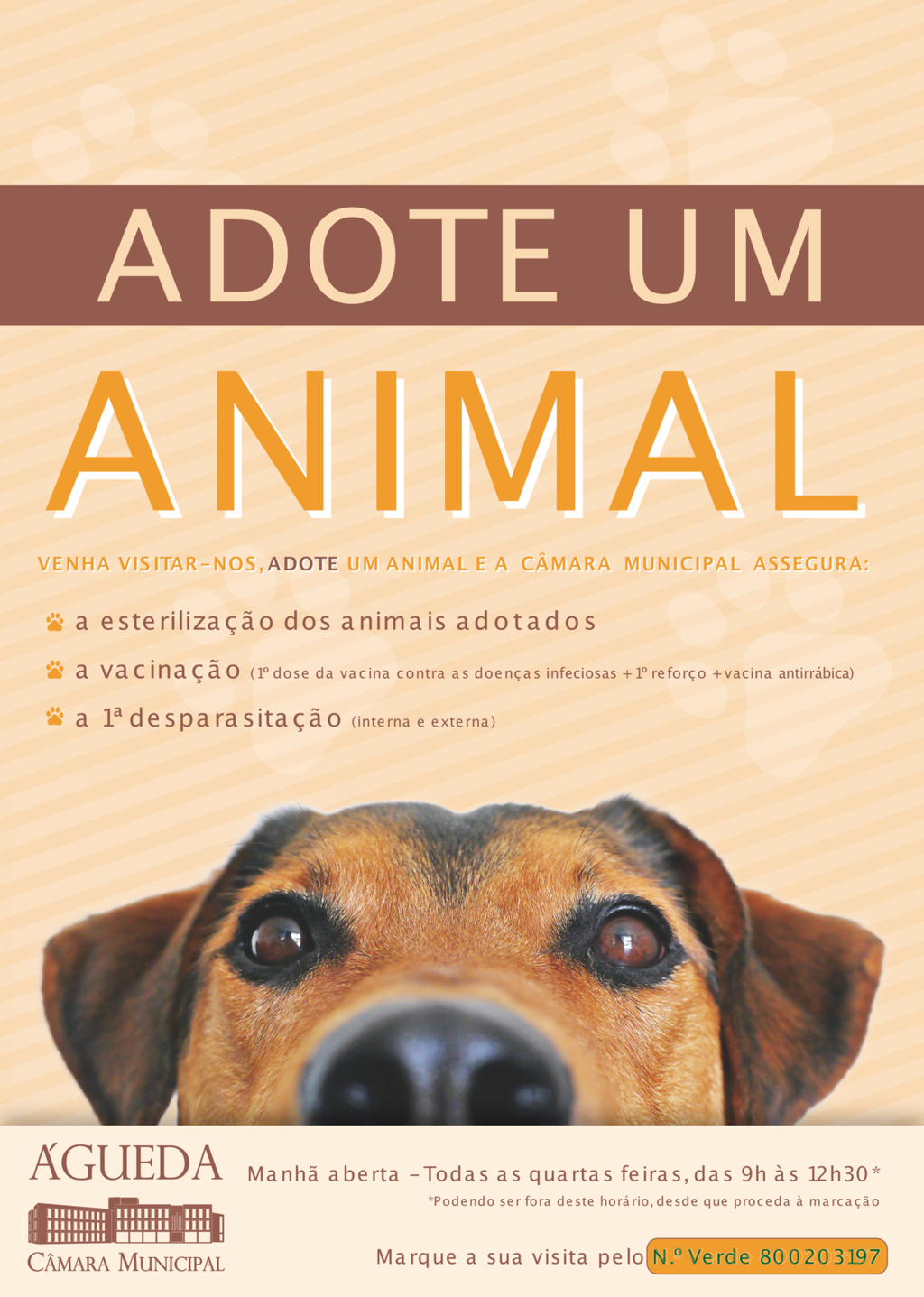  Campanha “Adote um Animal Abandonado”
