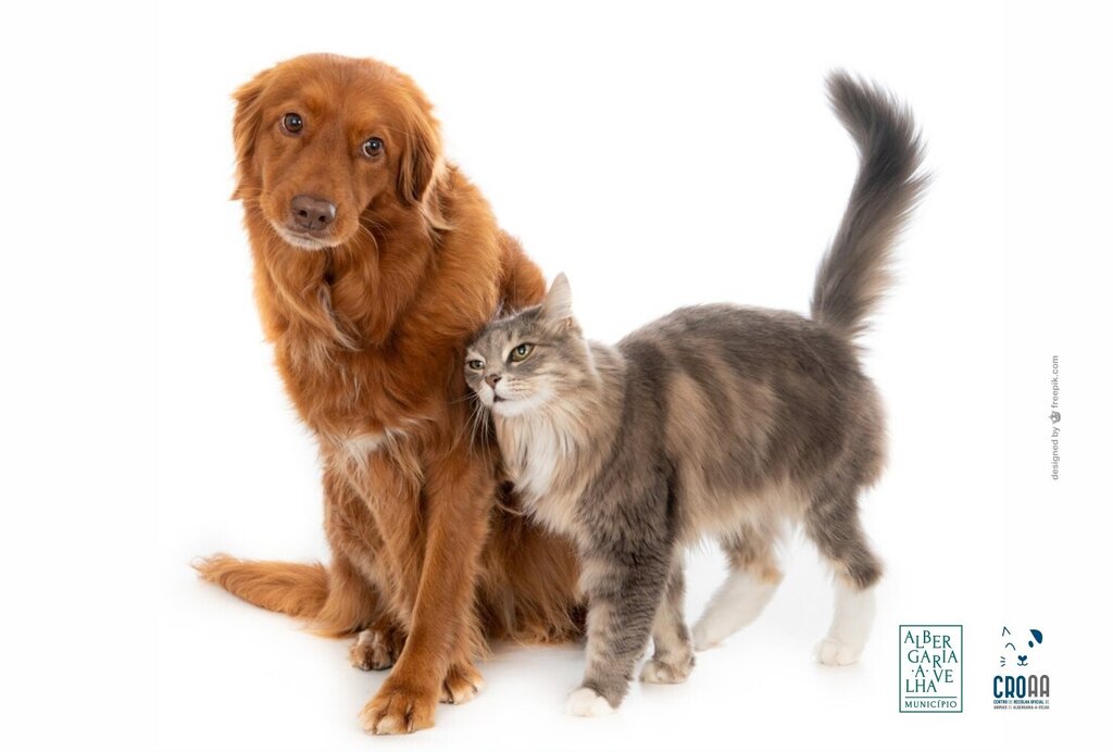 Campanha de esterilização de animais de companhia 