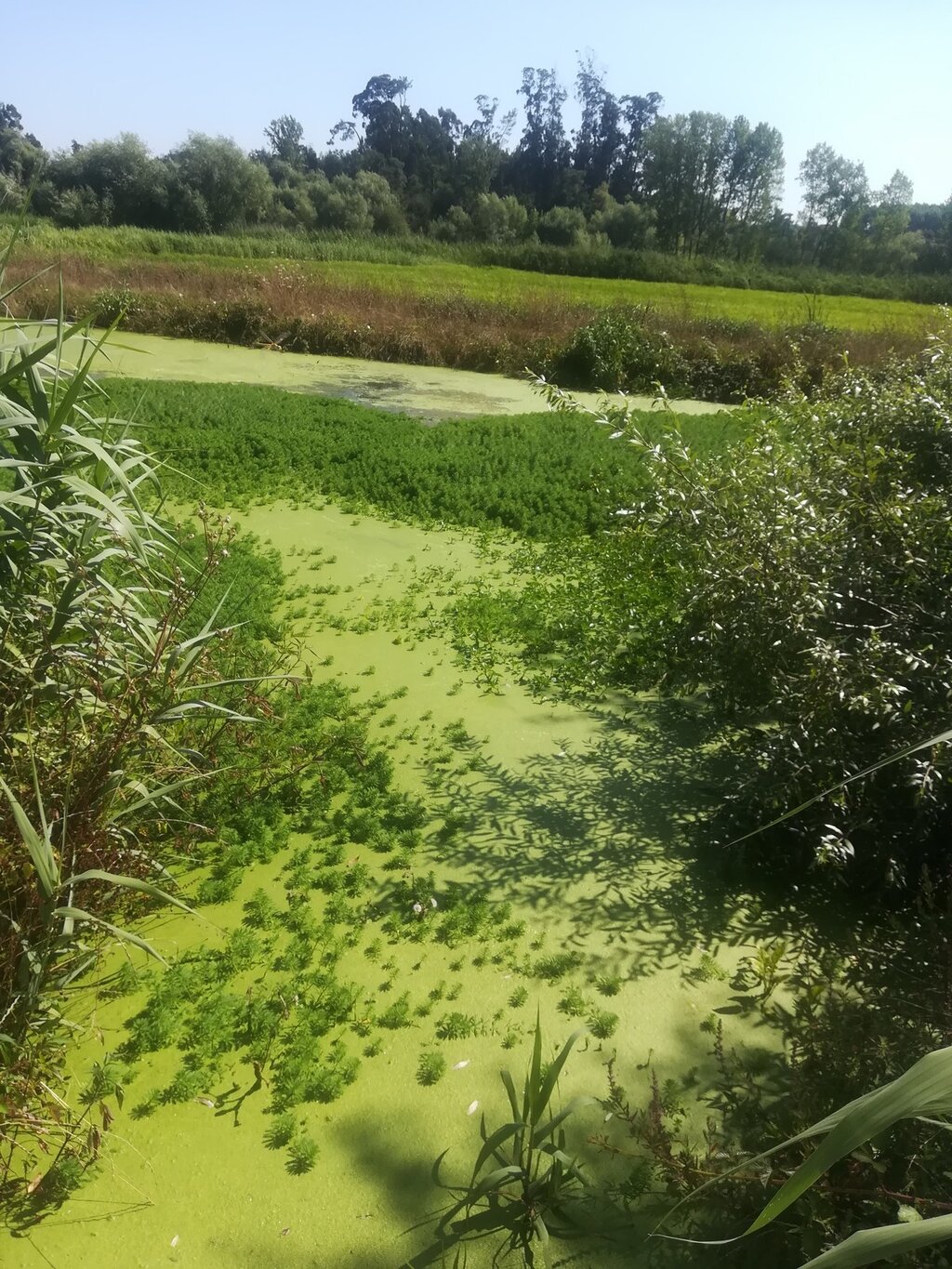 Câmaras de Águeda e Oliveira do Bairro preparam intervenção no rio Cértima