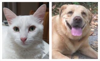 Campanha de esterilização de animais de companhia