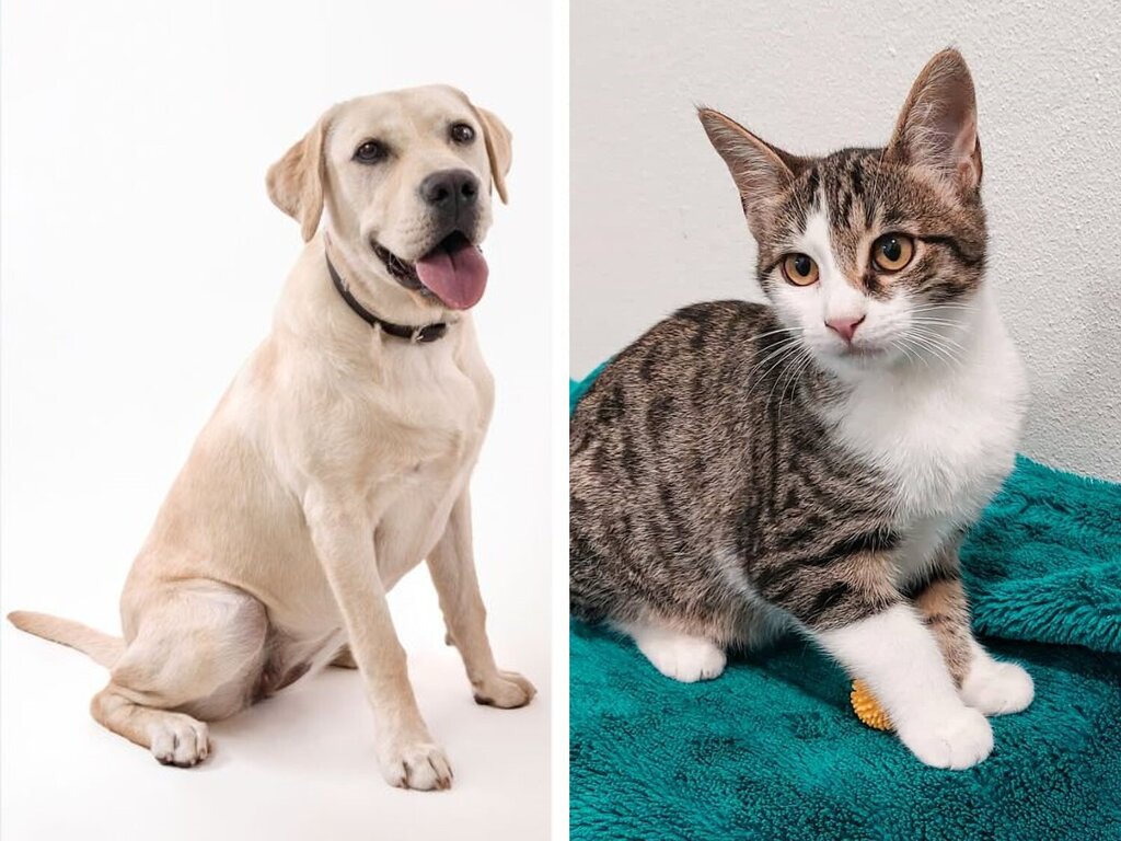 Campanha de esterilização de animais de companhia