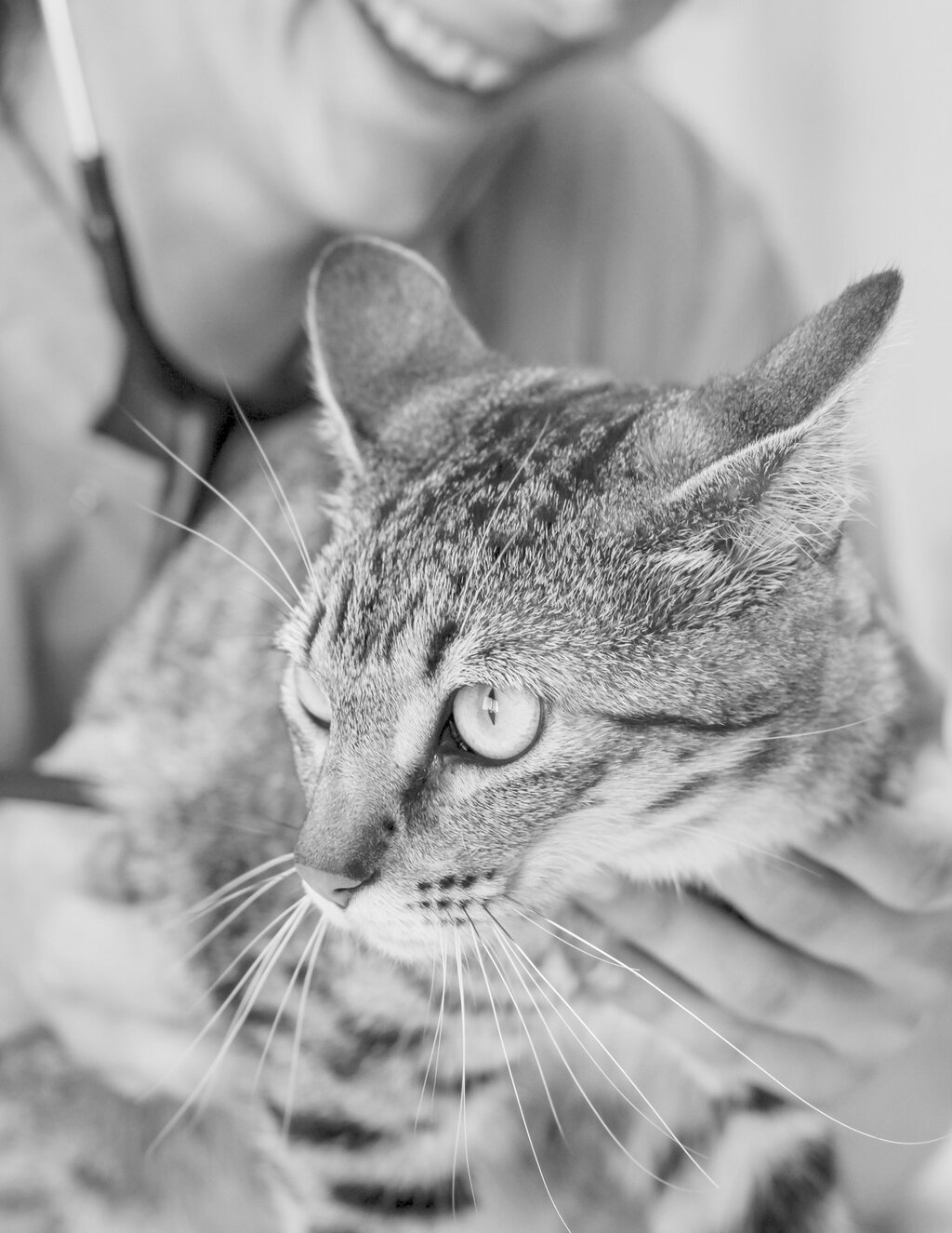 CAMPANHA CED (CAPTURA-ESTERILIZAR-DEVOLVER