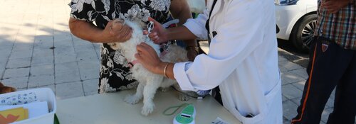 Campanha de Vacinação Antirrábica 2025 arranca a 22 de maio no Município de Aveiro