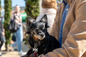 Município de Ílhavo promove Campanha de Vacinação Antirrábica e Identificação Eletrónica de Cães