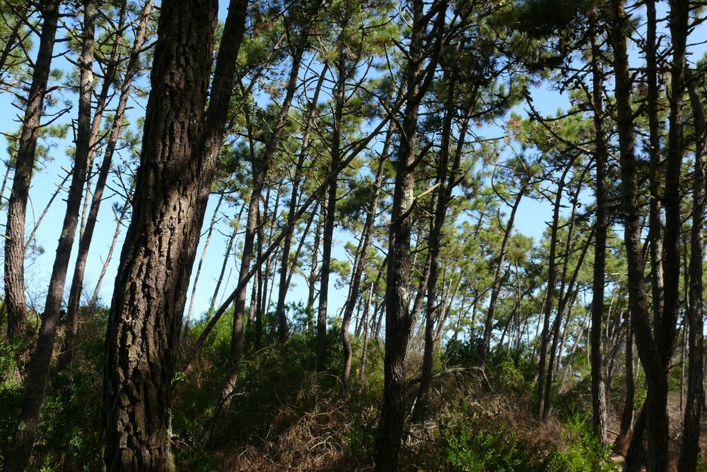 Intervenção da CMA dá cumprimento ao Plano Municipal de Defesa da Floresta Contra Incêndios