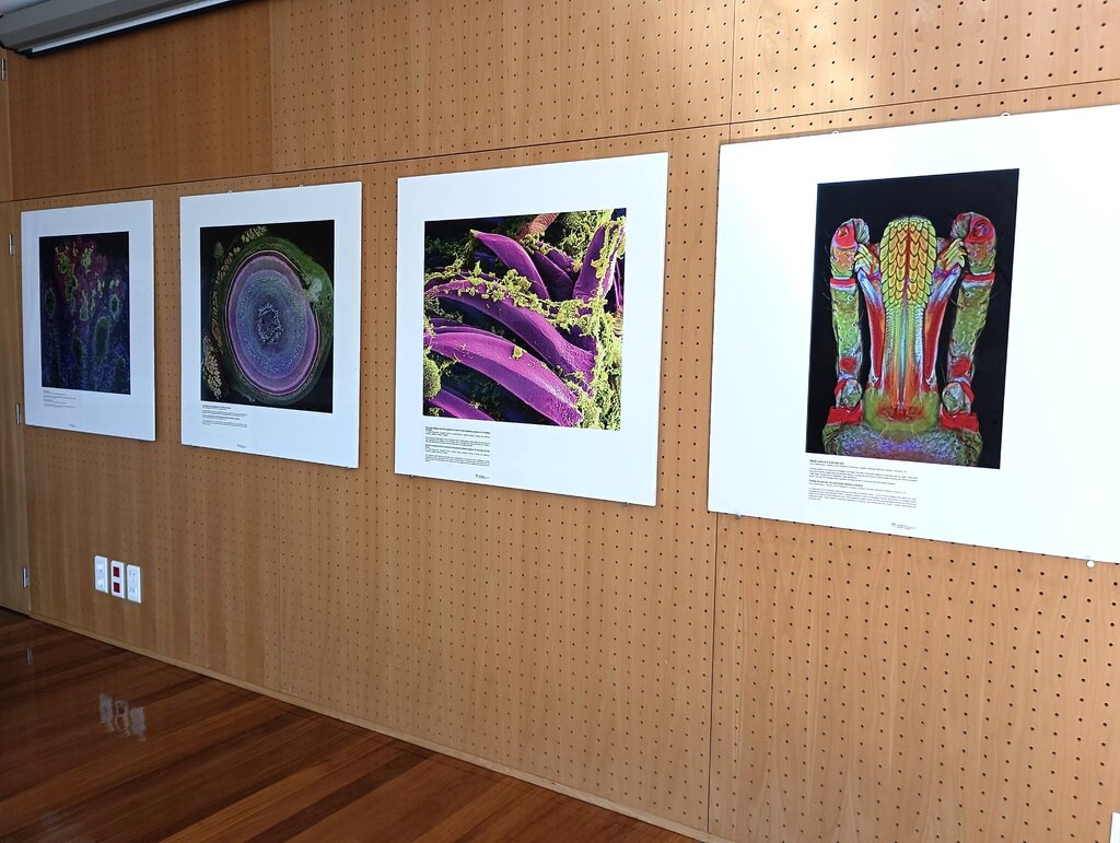 Biblioteca Municipal mostra “Vida Ampliada”