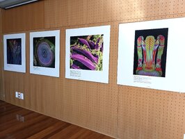 Biblioteca Municipal mostra “Vida Ampliada”