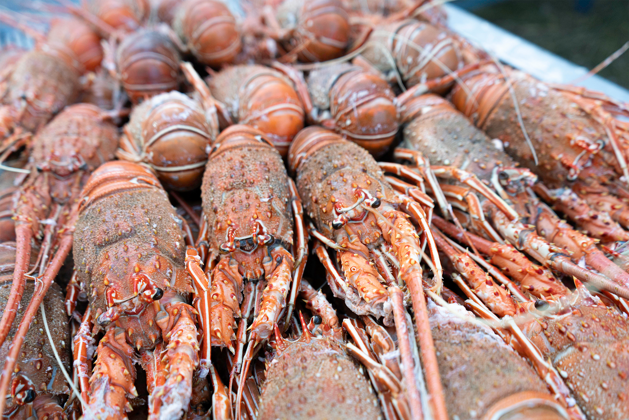 Festival do Marisco de regresso  ao relvado da Costa Nova do Prado  de 31 de julho a 3 de agosto