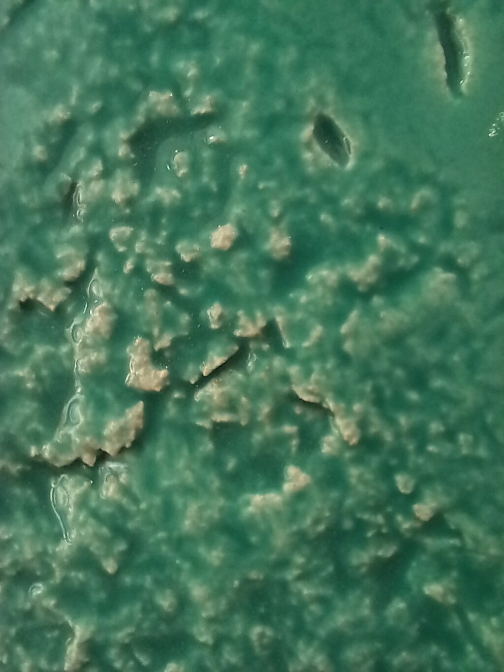 Visita performativa pela artista Ana Amaral 