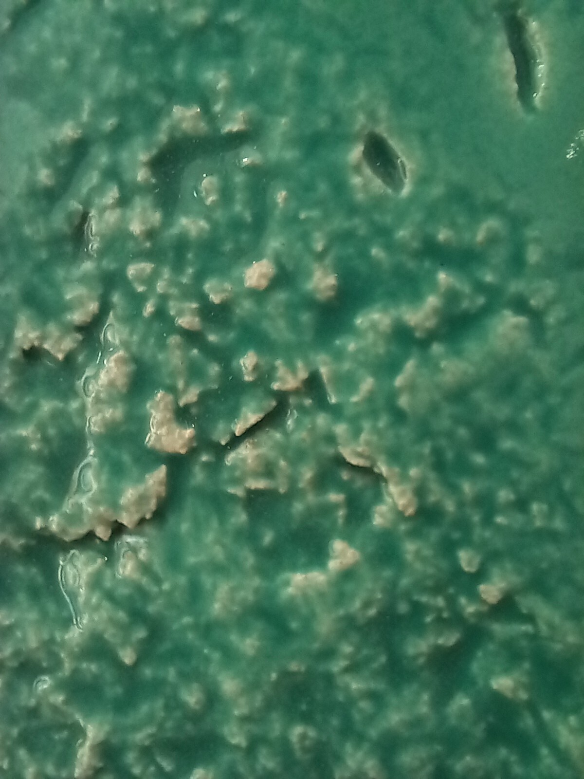 Visita performativa pela artista Ana Amaral 