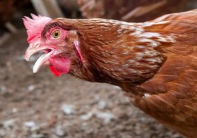 Proibição de circulação de aves